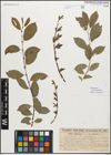 Foto von Salix myrsinifolia Salisb.